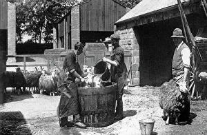 Dipping Prints: Sheep dipping early 1900s