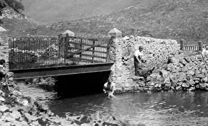 Sheep dipping in a river, early 1900s