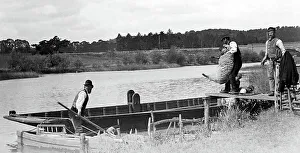 Sheep dipping in a river, early 1900s