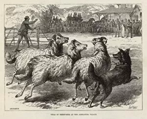 Farmer Collection: Sheep Dog Trial in 1876