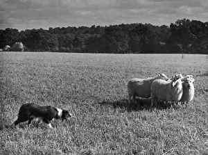 Sheep Dog Trials