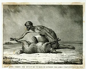 Images Dated 23rd August 2017: The Sheep-Eater of Hindustan
