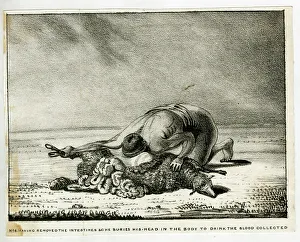 Images Dated 23rd August 2017: The Sheep-Eater of Hindustan