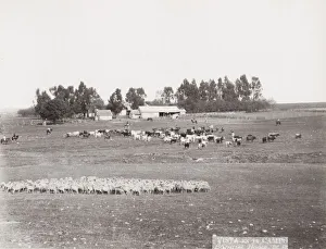 Herd Prints: Sheep farm, Argentina