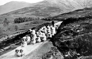 Sheep farmer. Glen Buckie near Stirling, Scotland