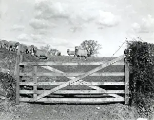 Flock Prints: Sheep in a field behind a five-bar gate, Cornwall