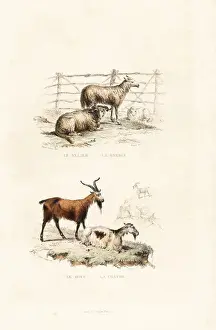 Steelengraving Prints: Sheep and goats