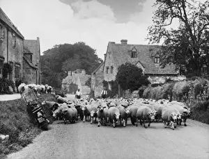 St Anton Prints: Sheep Going to Market