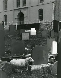 Quarrying Prints: Sheep in graveyard, Talysarn, North Wales