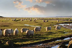 Ewes Prints: Sheep graze Flookborough saltings, Morecambe Bay