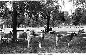 Kensington Collection: Sheep graze in Kensington Gardens