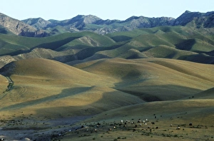 Aries Collection: Sheep graze on scarcely grassed slopes - foothills