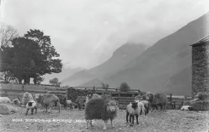 Buttermere Prints: Sheep Grazing in Buttermere