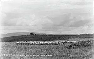 Sheep Grazing on Dolberthog Common