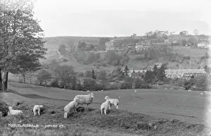 Livestock Prints: Sheep Grazing in Glaisdale