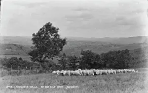 Sheep Grazing by the Golf Links