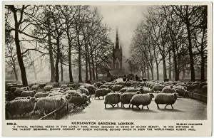 Flock Prints: Sheep Grazing - Kensington Gardens, London - Albert Memorial