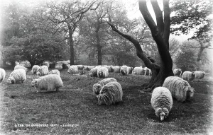 Scattered Prints: Sheep on Hampstead Heath