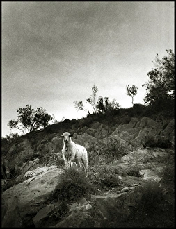Images Dated 30th August 2016: Sheep on hillside, Spain