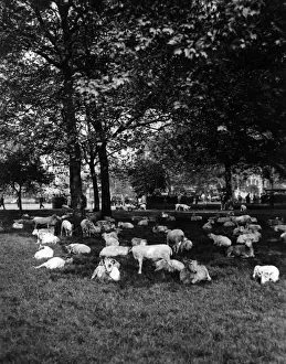 Sheep in Hyde Park 1933