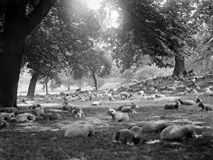 Sheep in Hyde Park