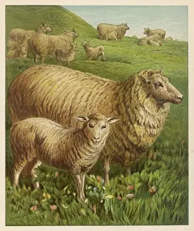 Sheep & Lambs 1877