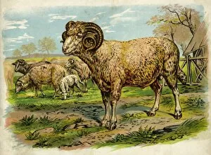 Images Dated 13th April 2012: Sheep and lambs in a field