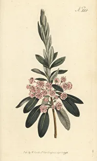 Sheep laurel, Kalmia angustifolia