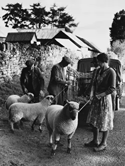 Sheep on Leads