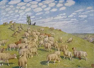 Sheep in Pasture 1904