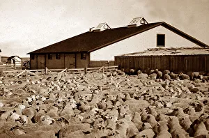 Sheep Ranch, Gull Lake, Alberta, Canada