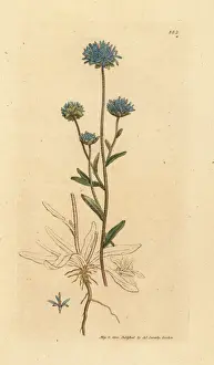 Sowerby Prints: Sheep s-bit or sheeps scabious, Jasione montana