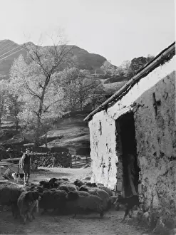 Sheep Dog Prints: Sheep at Seatoller