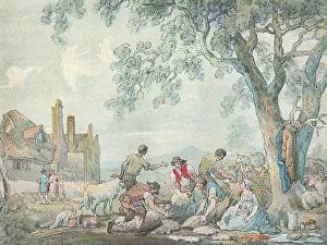 Sheep Shearing