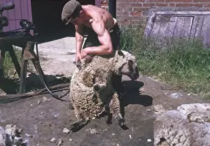 Shearing Prints: Sheep Shearing