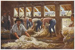 Farmers Prints: Sheep Shearing in Australia