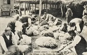 Sheep Shearing in Bulgaria