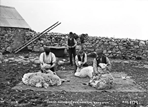 Sheep Shearing for Donegal Homespun Sheep Shearing for Donegal Homespun