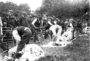 Shearing Prints: Sheep shearing early 1900s