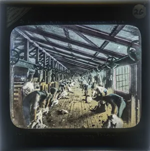 Images Dated 20th May 2019: Sheep Shearing By Machinery