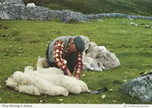 Shearing Prints: Sheep Shearing, Republic of Ireland