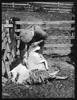 Sheep Shearing / Scotland