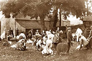 Shearing Prints: Sheep shearing in Stanhope