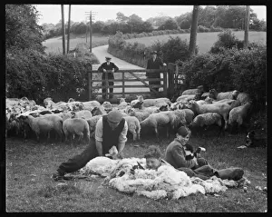 Shearing Prints: Sheep Shearing Wales