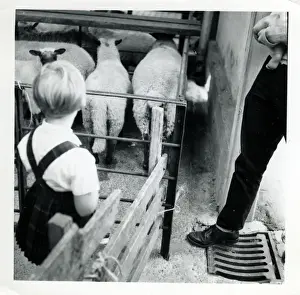 Sheep - Southampton Zoo, Southampton, Hampshire
