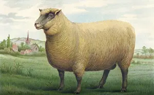 Woolly Prints: Sheep / Southdown Wether
