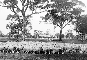 Ranch Prints: Sheep Station, Australia, Victorian period