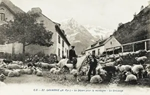 South Western Prints: Sheep in the street / village at Gavarnie, France