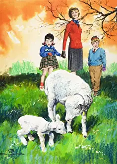 Sheep