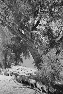 Madison Prints: Sheep watering at Madison River, Montana